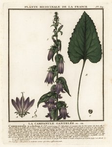 Nesselblättrige Glockenblume, Campanula trachelium von Unbekannter Künstler