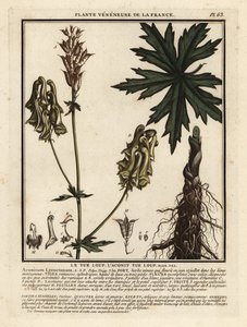 Nordischer Eisenhut, Aconitum lycoctonum