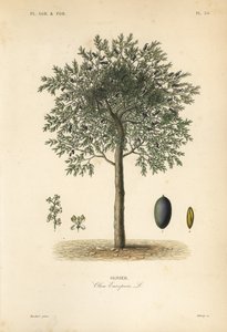 Olivenbaum, Olea europaea, Olivier
