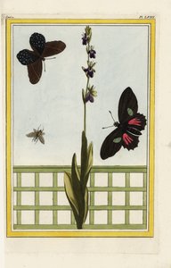 Ophrise hat insektenförmige Blüten. Fliegenragwurz, Ophrys insectifera. Doris-Langflügel, Heliconius doris. Handkolorierte Radierung aus Pierre Joseph Buchoz