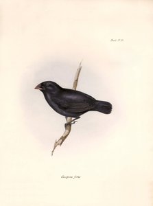 Ornithologie: „Geospiza fortis“ oder mittelgroßer Geospize, Beschreibung eines Sperlingsvogels von Charles Darwin (1809-1882) beobachtet während seiner Expedition an Bord der Beagle. Tafel aus „The zoology of the voyage of H.M.S. Beagle. Flight. III, Birds von Unbekannter Künstler