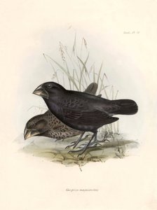 Ornithologie: „Geospiza magnirostris oder Geospize mit großem Schnabel“ Beschreibung eines Sperlingsvogels von Charles Darwin (1809-1882) beobachtet während seiner Expedition an Bord der Beagle. Tafel aus „The zoology of the voyage of H.M.S. Beagle. Flight von Unbekannter Künstler