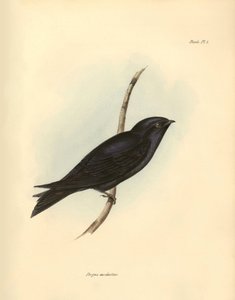 Ornithologie: „Progne modestus“ der Schwalben-Familie beschrieben von Charles Darwin während seiner Expedition an Bord der Beagle. Tafel aus „The zoology of the voyage of H.M.S. Beagle. Flight. III, Birds described by John Gould, with notice of their habit von Unbekannter Künstler