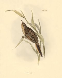 Ornithologie: „Synallaxis rufogularis“ beschrieben von Charles Darwin während seiner Expedition an Bord der Beagle. Tafel aus „The zoology of the voyage of H.M.S. Beagle. Flight. III, Birds described by John Gould, with notice of their habits by Charles Da von Unbekannter Künstler