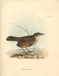Ornithologie: Der „Hymenops perspicillata“ der Vogelfamilie beschrieben von Charles Darwin während seiner Forschungsreise an Bord der Beagle. Tafel aus „The Zoology of the voyage of H.M.S. Beagle under the command of Captain Fitzroy during the years 1832 t von Unbekannter Künstler