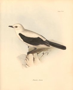 Ornithologie: Die „Fluvicola azarea“ oder Fliegenschnäpper beschrieben von Charles Darwin während seiner Erkundungsreise an Bord der Beagle. Tafel aus „The Zoology of the voyage of H.M.S. Beagle under the command of Captain Fitzroy during the years 1832 to von Unbekannter Künstler