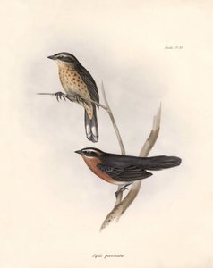 Ornithologie: „Tohi (oder pipilo)“ Beschreibung eines Sperlingsvogels von Charles Darwin (1809-1882) beobachtet während seiner Expedition an Bord der Beagle. Tafel aus „The zoology of the voyage of H.M.S. Beagle. Flight. III, Birds described by John Gould, von Unbekannter Künstler