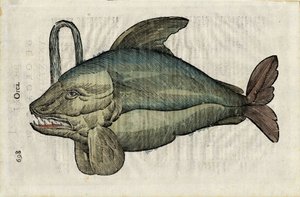 Orque (monströse Darstellung des Orcas oder Epaulard) in „Ulyssis Aldrouandi... De piscibus libri V et de cetis lib. vnus/Ioannes Cornelius Vteruerius... collegit; Marc. Antonius Bernia in lucem restituit...“