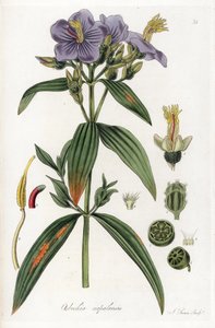 Osbeckia aus Nepal - Lithographie von J. Swan, nach einer Illustration von William Jackson Hooker (1785-1865), entnommen aus Flora Exotic, Schottland von Unbekannter Künstler