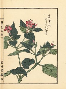 Oshiroibana oder Wunderblume, Mirabilis jalapa (aus Kusa Bana Hyakushu)