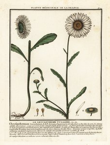 Margerite, Leucanthemum vulgare von Unbekannter Künstler