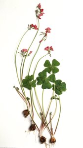 Oxalis tetraphylla/Oxalis deppei/Deppe-Klee von Unbekannt