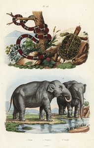 Gemalte Korallenschlange, Micrurus corallinus, Indischer Elefant, Elephas maximus indicus, und Gemeine Dosenschildkröte, Terrapene carolina von Unbekannt