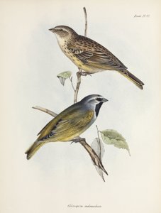Paar Spatzen oder Finken, ca. 1832-1836 von Unbekannt