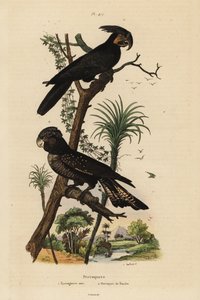 Palmkakadu, Probosciger aterrimus, und Banks-Rotsteißkakadu, Calyptorhynchus banksii von Unbekannt