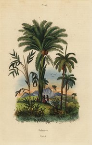 Palmen: Dattelpalme, Phoenix dactylifera 1, Attalea-Art 2 und Geonoma-Art 3