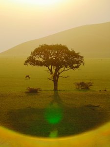 Paradies nach dem Regen, Chyulu Hills, 2018 von Unbekannter Künstler
