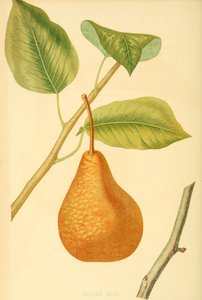 Flaschenbirne der Sorte Boscs Flaschenbirne, eine alte Birnensorte von Unbekannter Künstler