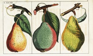 Birnensorten, Pyrus communis
