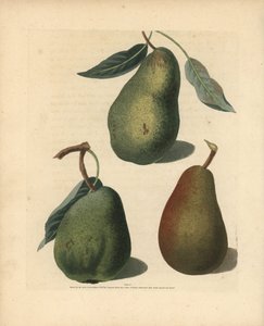Birnensorten, Pyrus communis: Saint Germain, Colmar und Brown Beuree. Handkolorierter Punktstich einer Illustration von George Brookshaw aus seinem Werk 