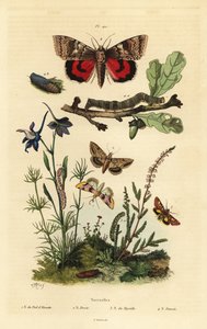 Erbsenblüte, Baumwollkapselwurm, Gelbflügel und Großes Gelbflügel, Larve und Puppe. Noctuelles Schmetterlinge