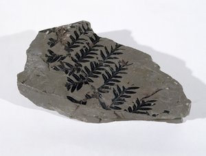 Pecopteris (Gymnosperm-Frond) gefunden in Camerton, Somerset, Oberkarbon