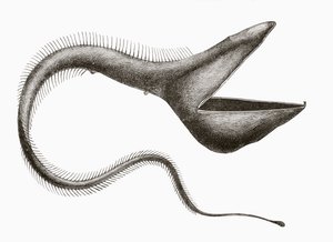Pelikan-Aal oder Eurypharynx pelecanoides, ein Tiefseefisch, der selten von Menschen gesehen wird, aus 
