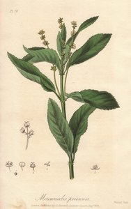 Perennial mercuriale oder Hundskohl (Mercurialis perennis) - Illustration aus „Medical Botanical, Description of the Medicinal Plants of London, Edinburgh and Dublin“ von John Stephenson und James Morss Churchill von Unbekannter Künstler
