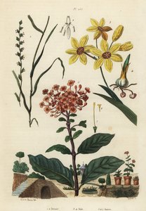 Mehrjähriges Weidelgras, Lolium perenne 1,2, gefleckte Afrikanische Kornlilie, Ixia maculata var