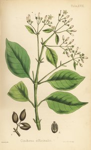 Chinarindenbaum, Cinchona officinalis. Handkolorierte Lithographie von Henry Sowerby aus Edward Hamiltons Flora Homeopathica von Unbekannter Künstler