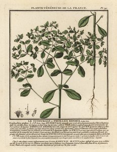 Kleinblütige Wolfsmilch, Euphorbia peplus von Unbekannter Künstler