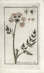 Sumpf-Peucedan oder Sumpf-Petersilie (Selinum marsh). Lithographie aus „Afbeelding der Artseny-Gewassen“ von Johannes Zorn (1739-1799), Niederlande von Unbekannter Künstler