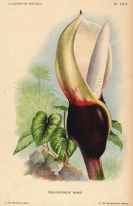 Philodendron mamei mit weißer und blutroter Blüte (Illustration von J. de Bosschere, Lithographie von P. de Pannemaeker, aus L