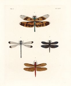 Bildflügel-Libelle, Rhyothemis variegata 1, fuchsfarbener Waldschwärmer, Neurothemis fulvia 2, gescheckter Reisfeldschwärmer, Neurothemis tullia 3, und Schattenjungfer, Palaemnema paulina 4. Handkolorierte Lithographie aus John O. Westwood