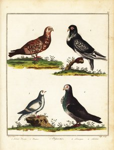 Tauben: Polnische Taube, Kropftaube, Schneehuhn und Turbit. 1792 (Gravur) von Unbekannter Künstler