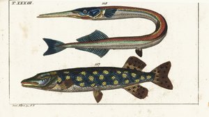 Hecht (oder Nordhecht) - Orphia - Nordhecht, Esox lucius 117, und Meernadel oder Hornhecht, Belone belone 118. Handkolorierter Kupferstich nach Jacob Nilson aus Gottlieb Tobias Wilhelm
