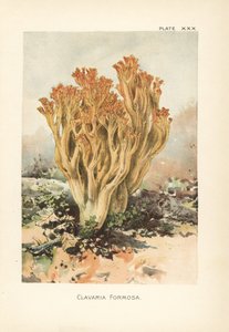Rosa Korallenpilz oder schöne Clavaria, Ramaria formosa (Clavaria formosa). Chromolithographie nach einer botanischen Illustration von William Hamilton Gibson aus seinem Buch Our Edible Toadstools and Mushrooms. von Unbekannter Künstler