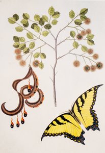 Pithecolobium unguiscati von Unbekannt