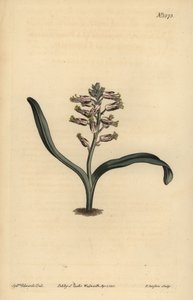 Einfarbige Lachenalie, Lachenalia unicolor von Unbekannt