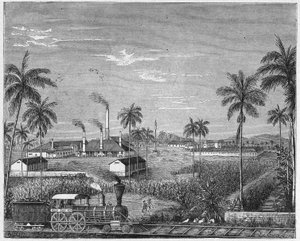 Zuckerrohrplantage in Kuba, ca. 1880 (Gravur) von Unbekannter Künstler