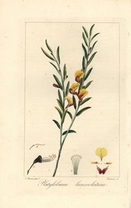 Platylobium lanceolatum, heimisch in Australien. Handkolorierter Punktstich auf Kupfer von Barrois nach einer botanischen Illustration von Pancrace Bessa aus Mordant de Launays Herbier General de l