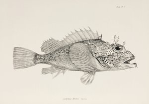 Spielerskorpionfisch, ca. 1832-1836 von Unbekannter Künstler