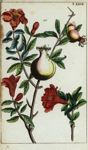 Granatapfelblüten und Früchte an einem Ast, Punica granatum