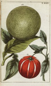 Pomelo oder Pummelo, Citrus maxima