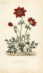 Kronenanemone, Anemone coronaria von Unbekannt