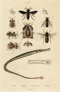 Töpferwespe, Seenadel, Goldene Eierwanze und Schwebfliege, 1834-1839 von Unbekannter Künstler
