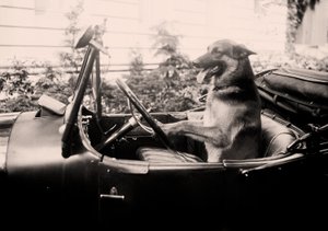 Preisgekrönter Polizeihund Alex am Steuer eines Autos von Alec Hunter