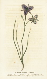 Purpurne Schalenblume aus New South Wales, Australien. Handkolorierter Kupferstich aus 