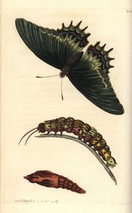 Königsschwalbenschwanz oder Androgeus-Schmetterling, Papilio androgeus, mit Raupe und Puppe. Illustration gezeichnet und gestochen von Richard Polydore Nodder. Handkolorierter Kupferstich aus George Shaw und Frederick Nodder