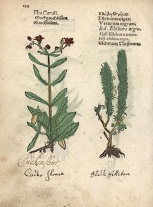 Kuckucks-Lichtnelke, Lychnis flos-cuculi, und Schwarzer Nieswurz, Veratrum nigrum. Handkolorierter Holzschnitt einer botanischen Illustration aus Adam Lonicers Krauterbuch, oder Herbal, Frankfurt